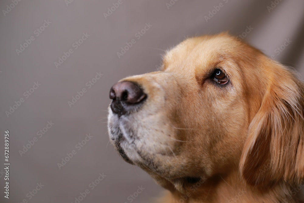 Closeup shot of an adorable golden retriever