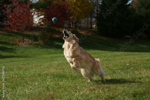 Fototapeta Naklejka Na Ścianę i Meble -  Golden retriever dog jumping into the air, attempting to catch a ball in a grassy field