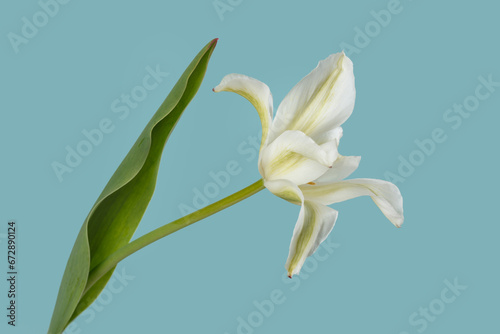 Flower white lily isolated on blue background.