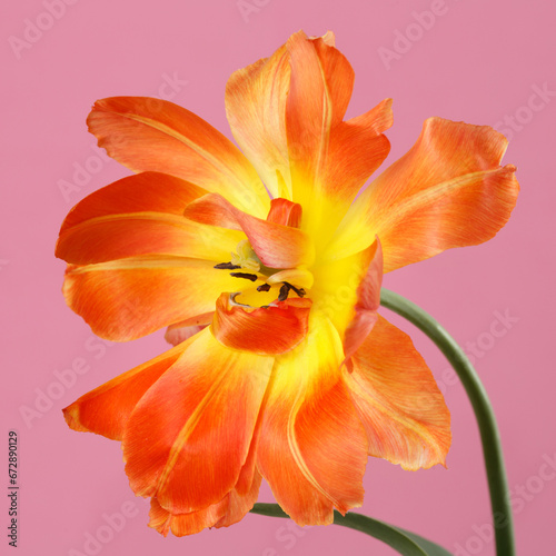 Bright yellow-orange tulip flower  isolated on pink background.