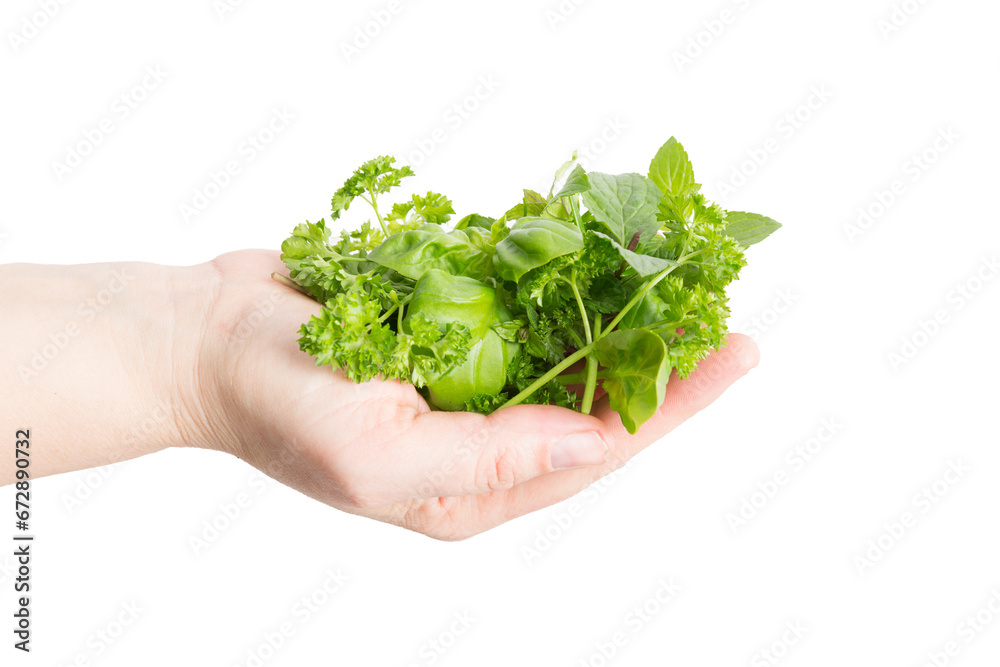 mixed herbs hold in a womans hand isolated against transparent background