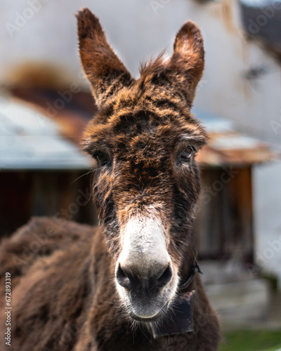 A cute donkey