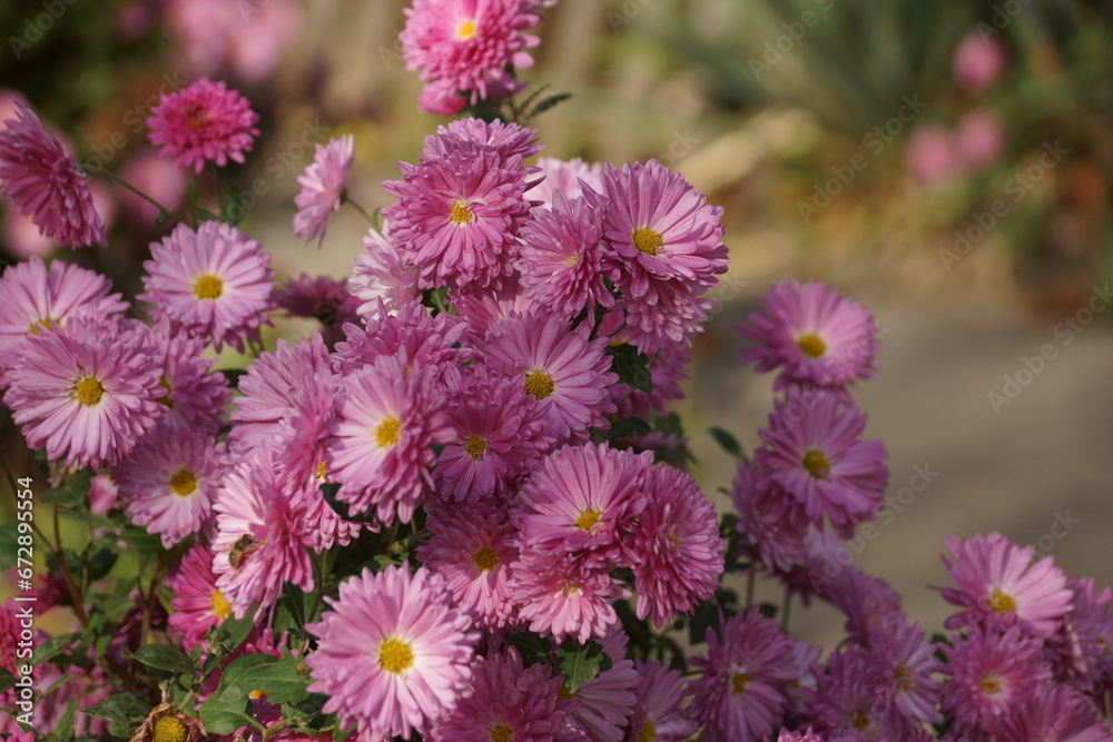 Pink flowers, she's gone, you're the only one left, your life is always monotonous now Pink flowers, she's gone, you're the only one left, your life is always monotonous now