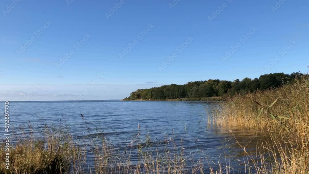 autumn landscape by the lake, the shore is overgrown with sedge, forest is visible in the distance, smooth calm water autumn landscape by the lake, the shore is overgrown with sedge, forest is visible in the distance, smooth calm water