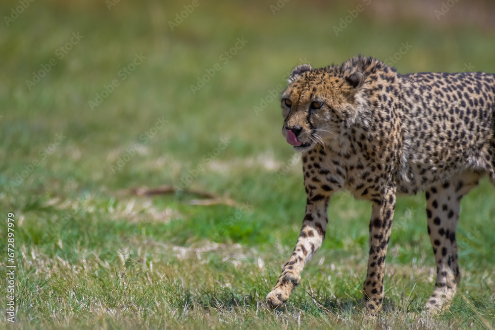 Cheetah the fastest animal on the planet Cheetah the fastest animal on the planet
