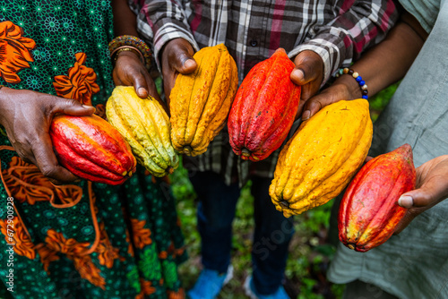 Photography Closeup of harvesters hands showing yellow and red cocoa pods just picked
