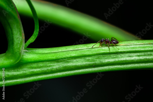 Macro shot of a small ant walking on top of a bright green plant leaf against a dark backdrop