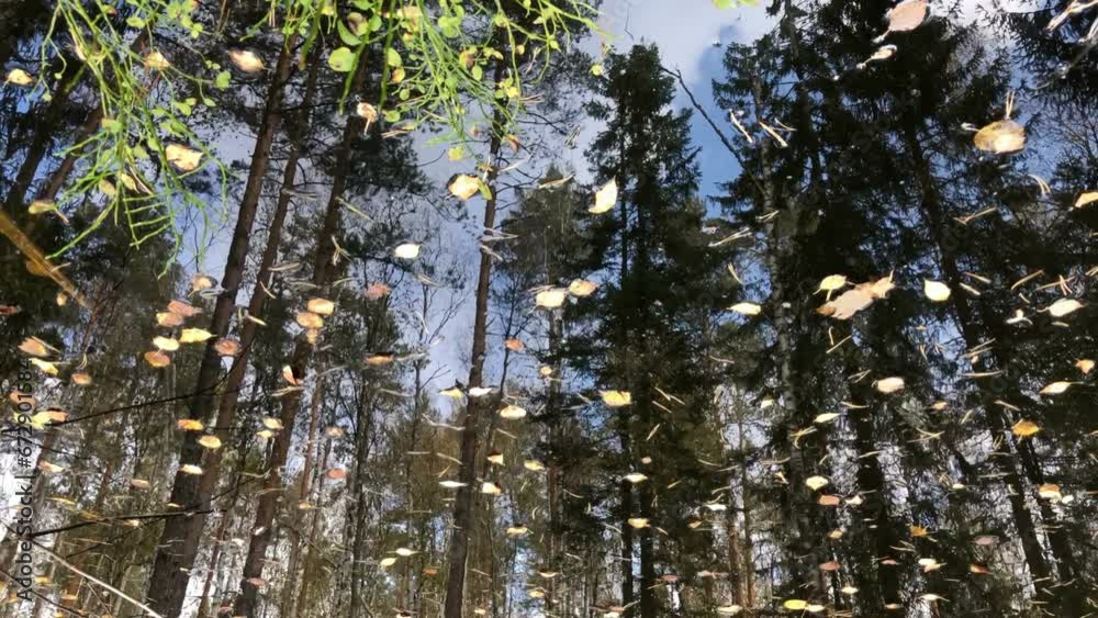 tall trees of spruce and pine reflected in a small forest lake, autumn landscape, vibrant background tall trees of spruce and pine reflected in a small forest lake, autumn landscape, vibrant background