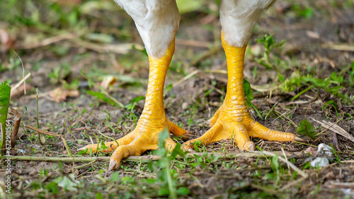 High-resolution close-up shot of two chicken's legs perched atop lush, green grass