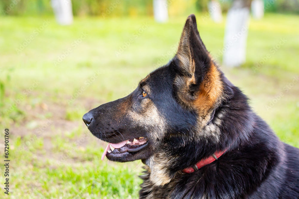 German Shepherd looking off into the horizon while sitting in a lush green grassy field