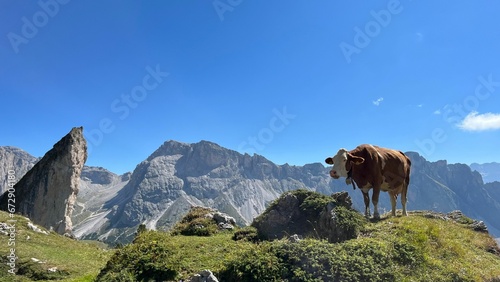 Cow standing in the mountainous landscape of Seceda, Italy.