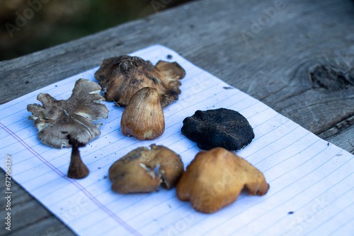 Making spore prints with foraged mushrooms photo