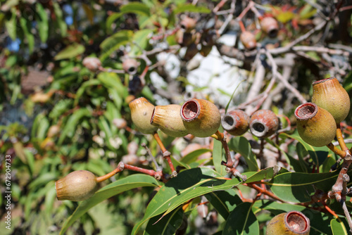 Eucalyptus gum tree with gum nuts in the australian bush