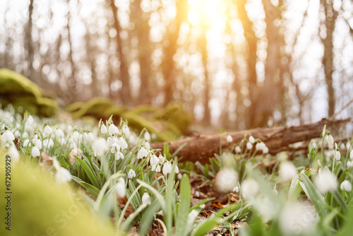 Carta da parati White snowdrops in the early spring in the forest