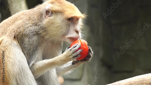 Erythrocebus patas c monkey eats fruit photo