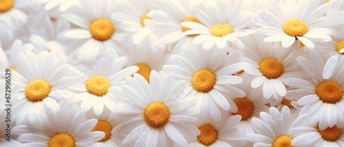 Close-up of daisy-like chamomile.