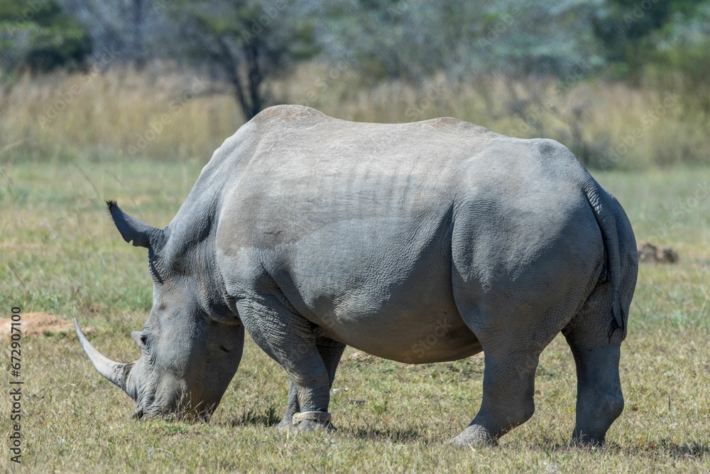 Fototapeta premium Majestic rhinoceros is standing in a lush grassy field at a zoo