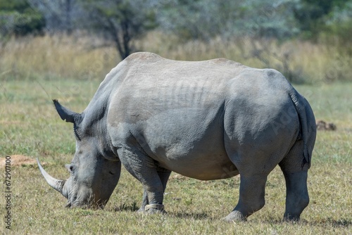 Majestic rhinoceros is standing in a lush grassy field at a zoo
