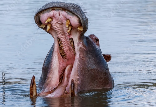 Close-up of a hippopotamus in a body of water, with its jaw open