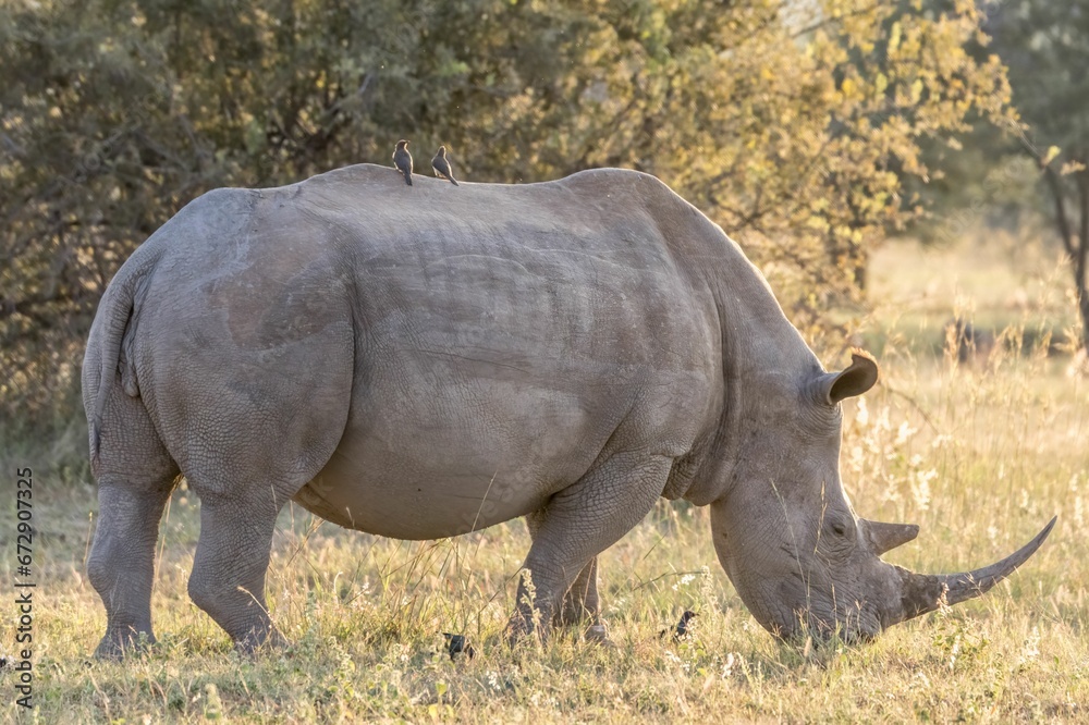 Fototapeta premium Large rhinoceros standing amidst a lush grassy field with two birds sat on its back