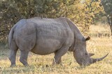 Large rhinoceros standing amidst a lush grassy field with two birds sat on its back