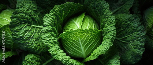 Vibrant green cabbage leaves close-up. photo