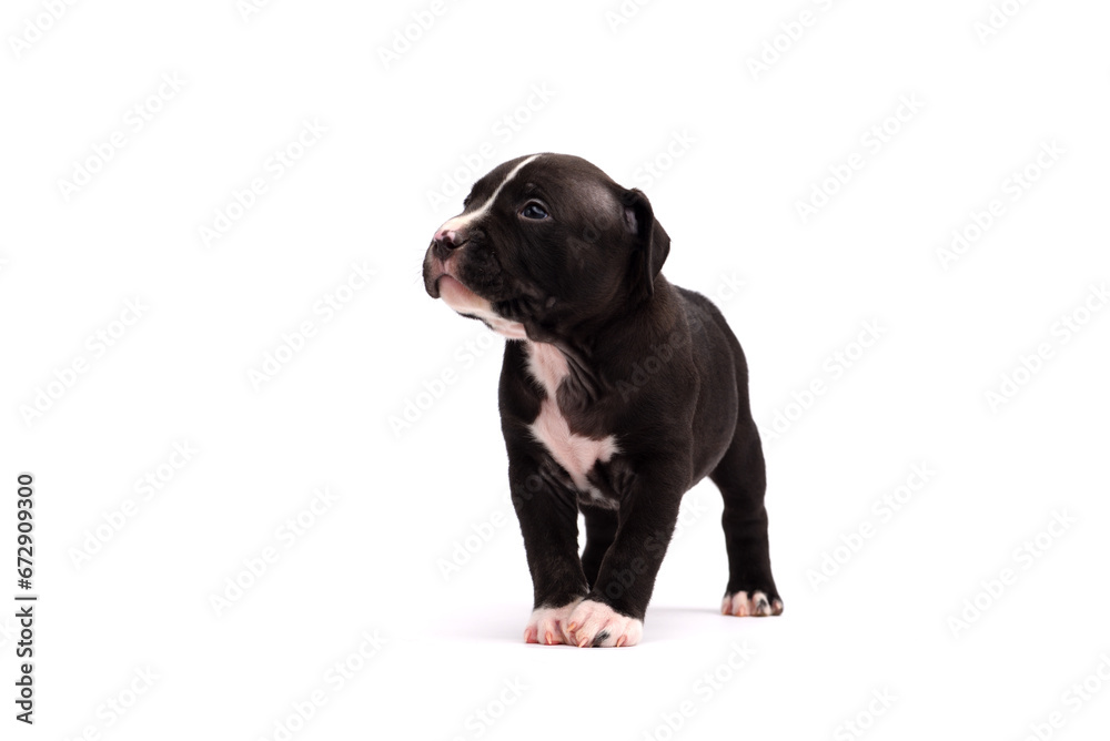 Fototapeta premium Cute little American Pit Bull Terrier puppy isolated on white background