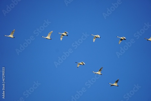 Photography many birds flying in the sky together together to take flight