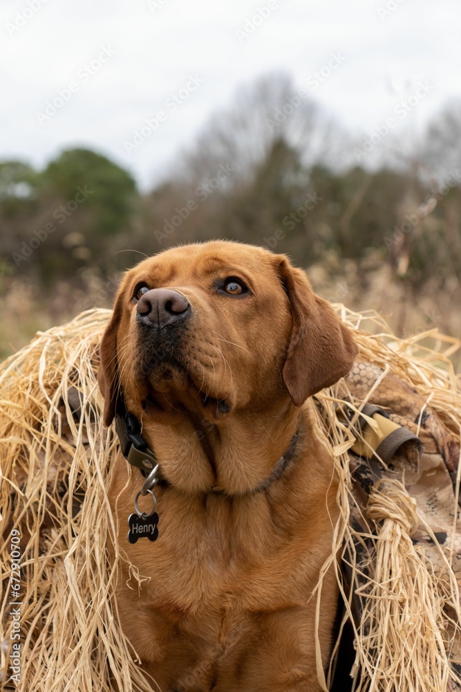 Vertical shot of a brown dog sitting on a grassy area covered in straw