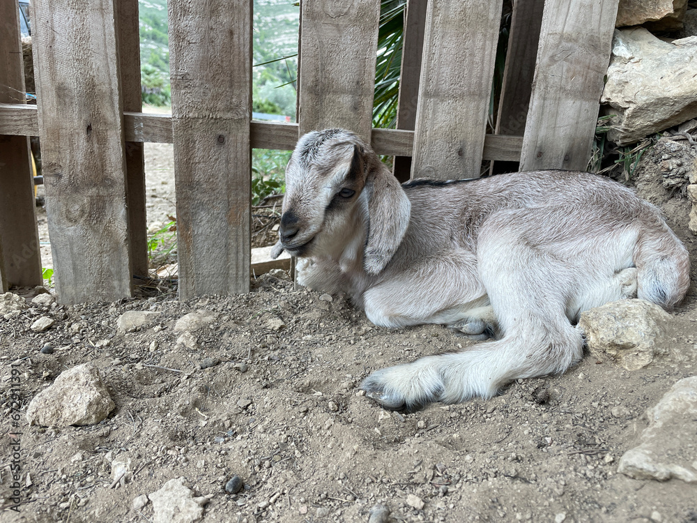 Baby goat laying down sleeping by the gate Baby goat laying down sleeping by the gate