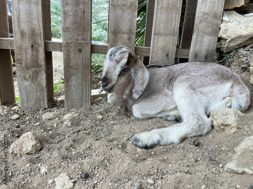 Baby goat laying down sleeping by the gate