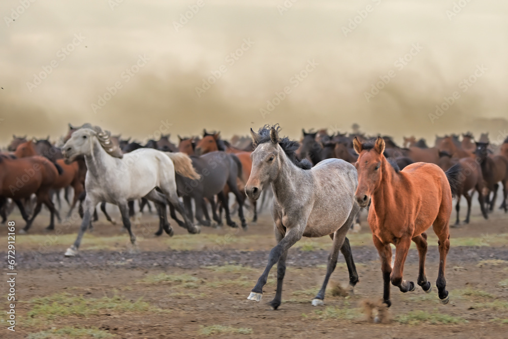 The dust kicked up by hundreds of wild horses in arid lands witnessed interesting scenes.