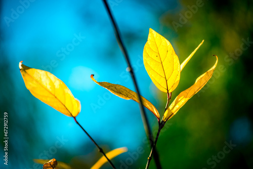 Żółte, jesienne liście z kolorowym tłem