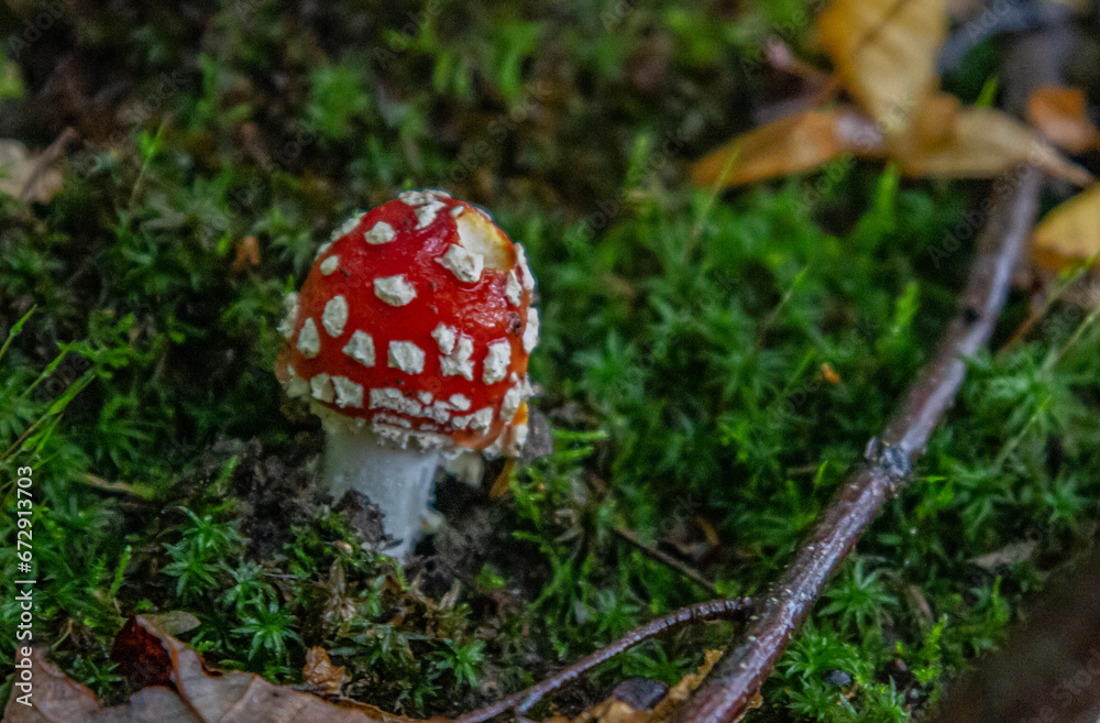 red fly agaric mushroom in green moss red fly agaric mushroom in green moss