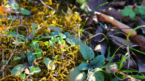 tiny sprouts of clover and other wild grass in soft sunlight macro photography  sprouts of forest greenery and moss close-up natural background  young grass growing through autumn leaves