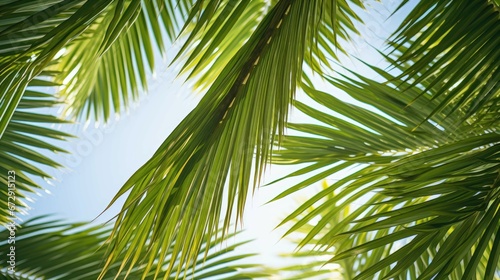  tropical palm leaf background  coconut palm trees perspective view