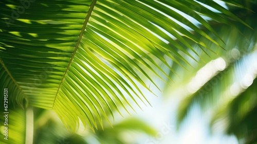  tropical palm leaf background  coconut palm trees perspective view