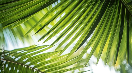  tropical palm leaf background  coconut palm trees perspective view