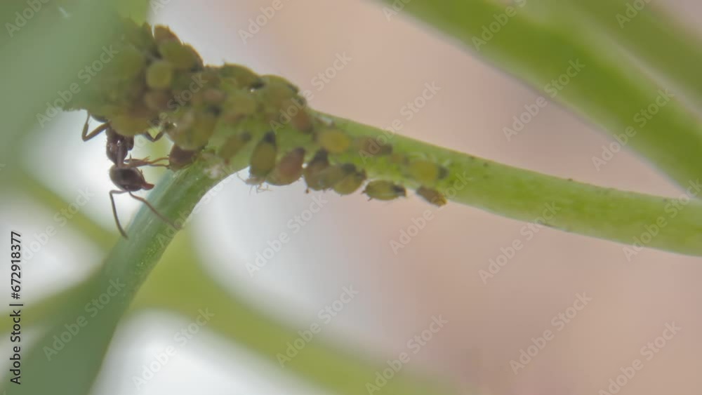 Insects ants graze aphids on plants, feeding on their honeydew milk close-up. Garden pests