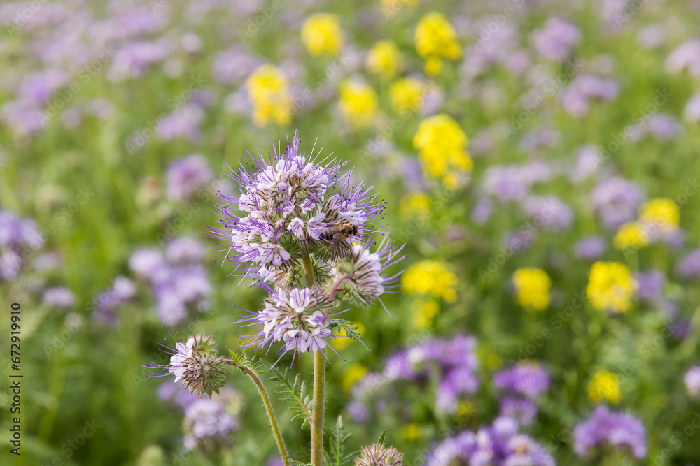 A meadow with blooming phacelia, close-up of a bee collecting nectar. A meadow with blooming phacelia, close-up of a bee collecting nectar.