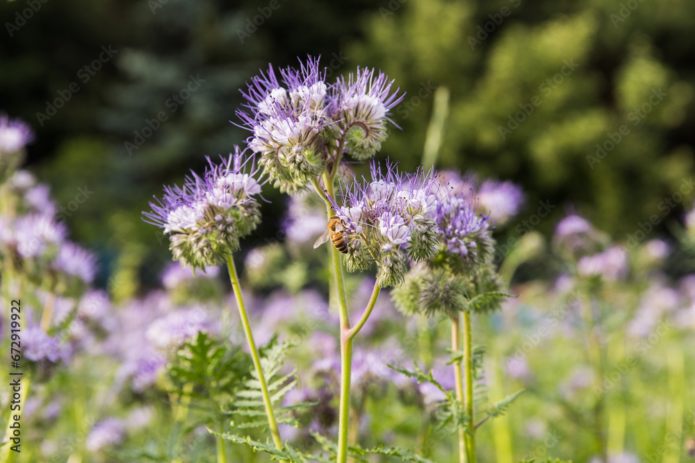 A meadow with blooming phacelia, close-up of a bee collecting nectar. A meadow with blooming phacelia, close-up of a bee collecting nectar.
