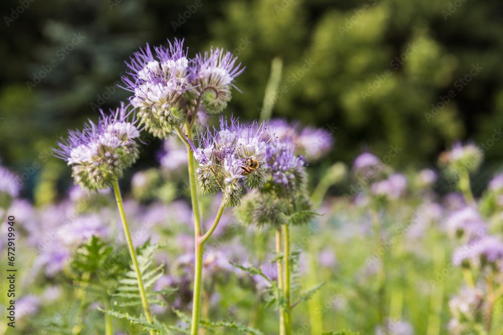 Meadow with blooming phacelia, close-up of the plant. Meadow with blooming phacelia, close-up of the plant.