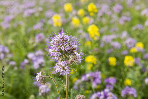 A meadow with blooming phacelia  close-up of a bee collecting nectar.