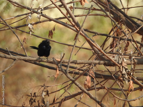 Small black bird perched atop a tree branch, with lush green foliage in the background
