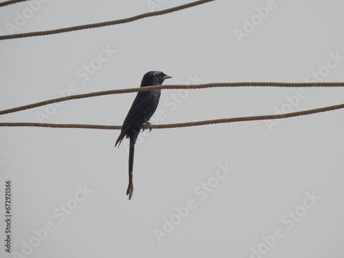 Small Black drongo bird perched on top of an electrical wire in the daytime