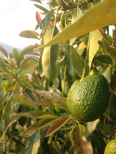 Árbol de aguacate