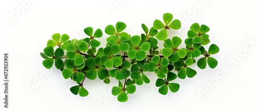 White background with a clover blossom