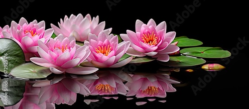 water lilies of rose