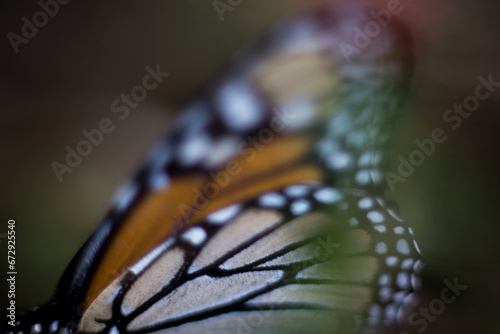 Mariposas monarca, estado de mexico, México