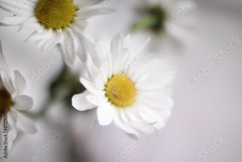 Glass vase filled with white daisies standing against a bright white wall